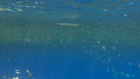 tropical fishes of various species feeds in the surface water above coral reef rich in plankton. visually distinguishable plankton-rich water layer (rarely seen phenomenon). 4k-60fps