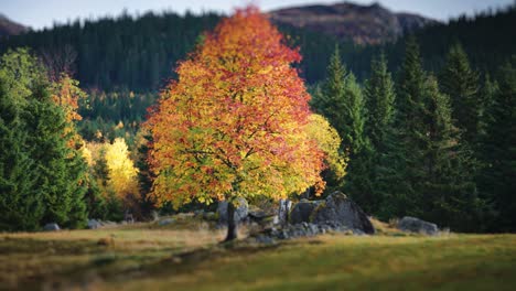 a vibrant autumn tree with leaves transitioning from green to red stands prominently in a rocky clearing