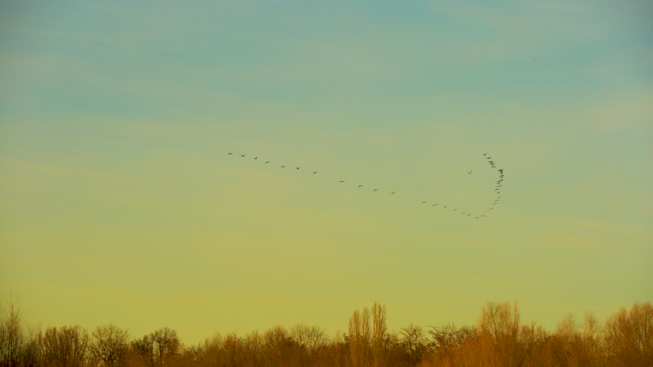 부드러운 노란색 일몰 동안 av 대형으로 날아가는 새들