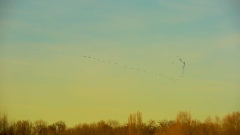 pájaros volando en formación av durante una suave puesta de sol amarilla