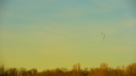 birds flying in a v formation during a soft yellow sunset