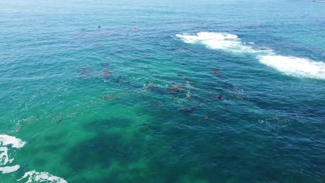 美國拉古納海灘 (laguna beach, ca, usa),空中圖片顯示在<unk>色太平洋上划<unk>的人,顯示無人機拍攝的圖片