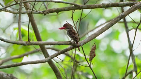 Nach-Unten-Schauend-Und-Dann-Nach-Links-Schauend,-Seine-Krone-Bewegend,-Gebänderter-Eisvogel,-Lacedo-Pulchella-Weibchen,-Thailand