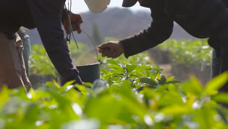 Imágenes-De-Primer-Plano-De-La-Aplicación-De-Fertilizantes-A