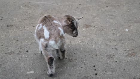 Junge-Süße-Amerikanische-Zwergziege-In-Einem-Wildpark