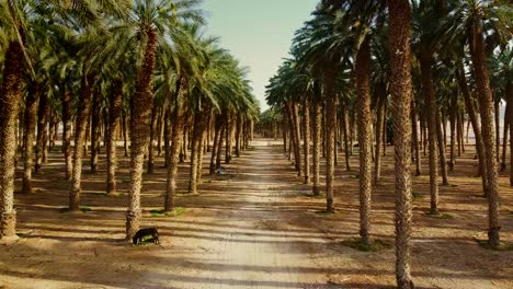 drone glides beneath the canopy of a date palm plantation in southern israel’s desert, revealing an infinite row of trunks before ascending to showcase the vast expanse of trees above.