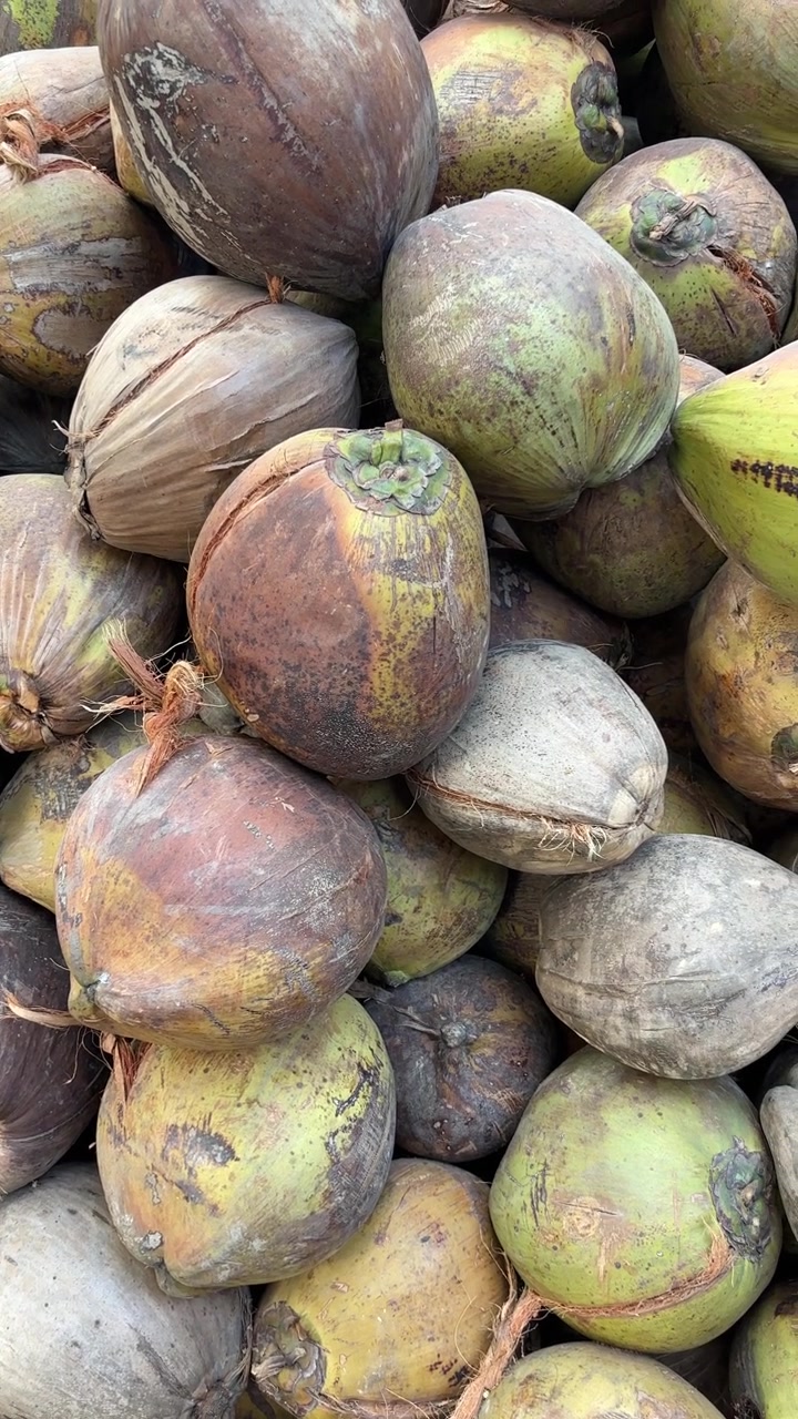 Pila di noci di cocco fresche con bucce verdi e marroni
