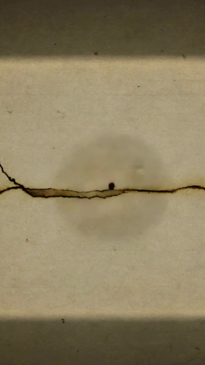Vertical video: Sweeping circular light casting outline on tiny insect on pale wall seam, debris