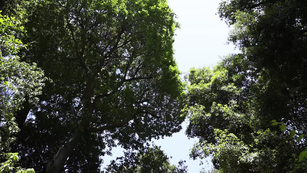 cubierta de árboles verdes exuberantes con la luz del sol filtrando a través