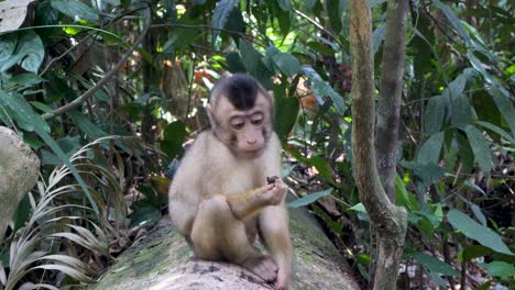 macaco de cola de cerdo, especie de primate de la familia de los cercopithecidae