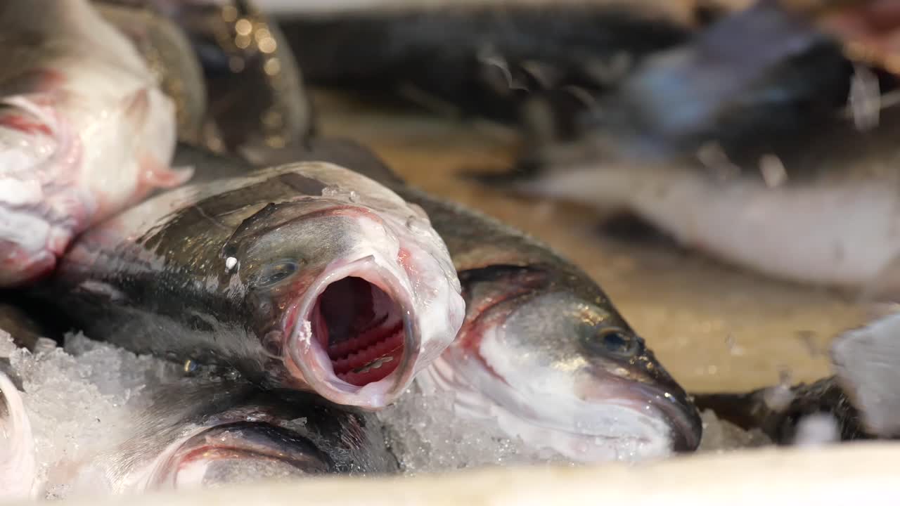 pescado fresco en hielo