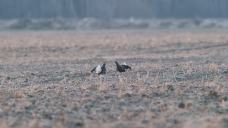 a pair of black grouse are fighting, lekking during spring mating season in early morning light