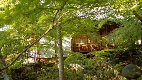 Green-momiji-leaves-with-temple-in-the-background,-calm-and-relaxing-wind-in-the-background-in-Kyoto,-Japan-soft-lighting