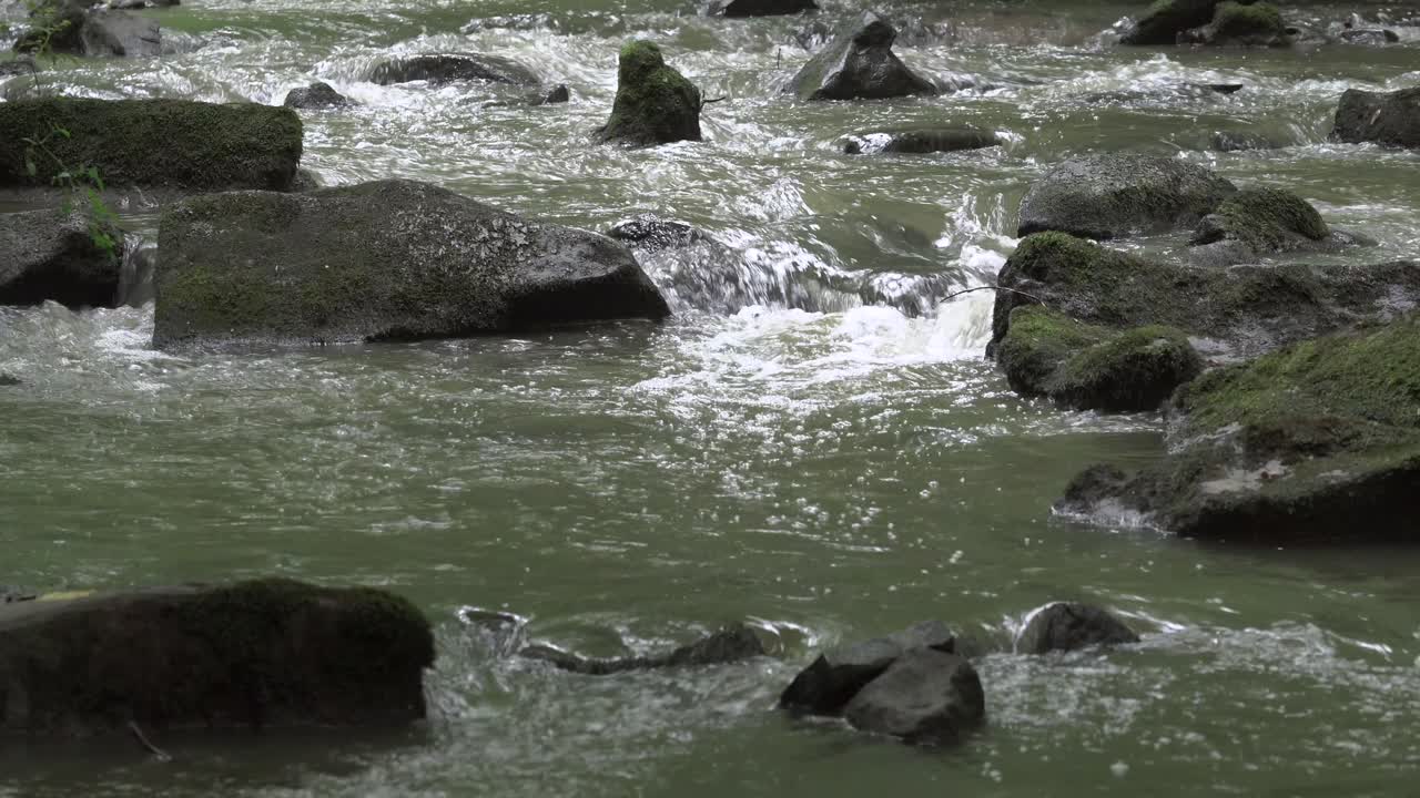 늦여름의 녹색 동안 숲의 개울