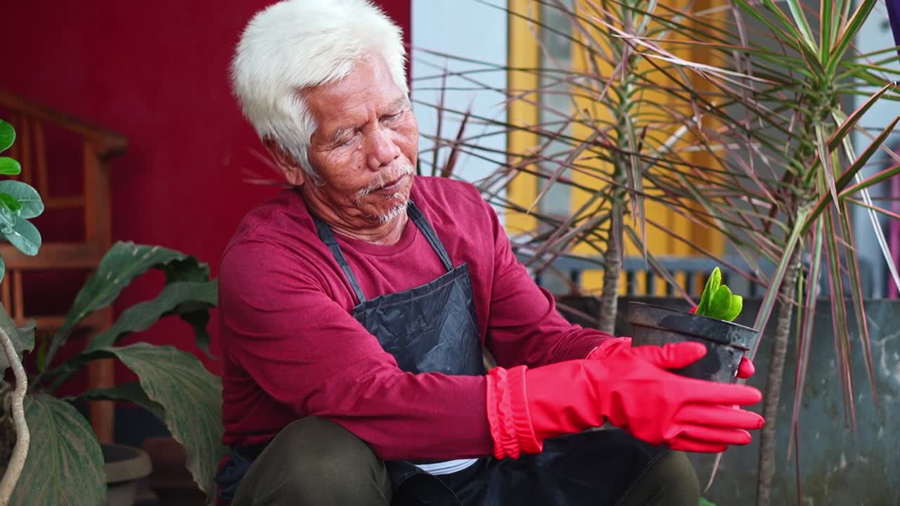 Elderly man with white hair carefully tending to potted plant wearing red gardening gloves in garden