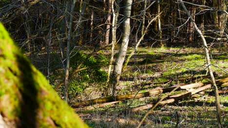 Ansicht-Eines-Sonnigen-Herbsttages-Mit-Schönem-Herbstlaub-Szene-Mit-Umgestürzten-Bäumen-Auf-Dem-Waldboden-In-Norfolk,-Vereinigtes-Königreich