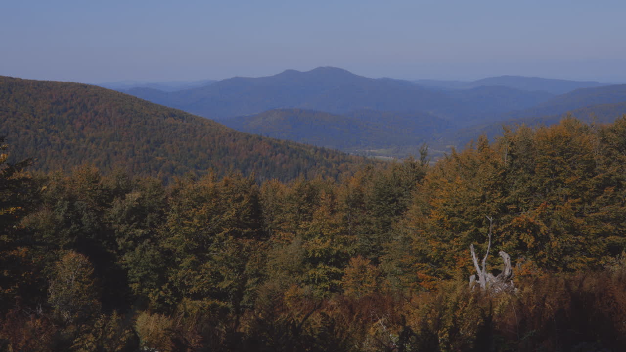 Forest in Bieszczady mountains