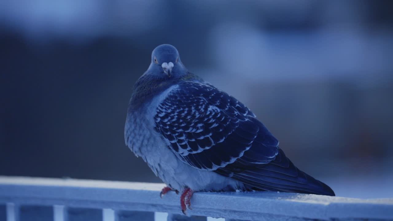 close up of a pigeon standing on a rail and flying away