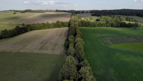 Flug-über-Bäume,-Die-Entlang-Der-Straße-Wachsen,-Schnelles-Aufsteigen-Aus-Niedriger-Höhe-Und-Gleichmäßiger-Flug-über-Die-Baumwipfel,-Luftaufnahme-Einer-Drohne