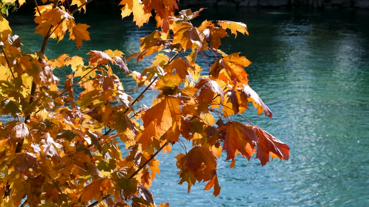 Autumn leaves glow above rippling lake near Lac Beauport in Laurentian foothills as warm sunlight highlights rich seasonal colors creating calm natural scene captured from steady close view