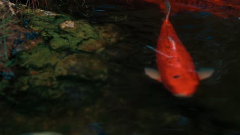 colored varieties of amur carp swimming arround in a nature pond