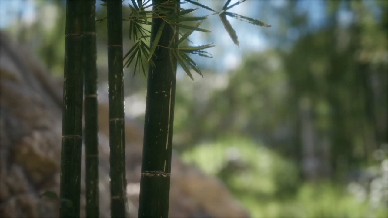 fondo de bosque de árboles de bambú verdes