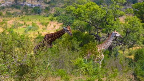 dos jirafas caminan por el bosque en una reserva natural africana