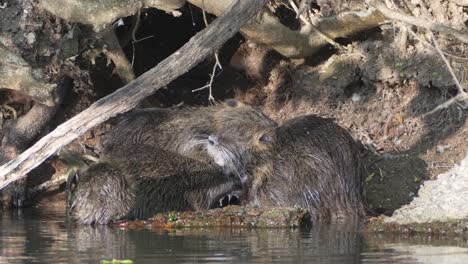 grupo de nutrias salvajes, myocastor coypus se acicalan socialmente o se acicalan unos a otros frente a su madriguera en la orilla del río, especies nativas de américa del sur subtropical y templada