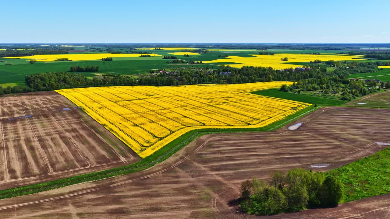 Vast canola fields in full bloom, showcasing vibrant yellow flowers across agricultural landscape, capturing seasonal farming, rural scenery and natural beauty under open sky