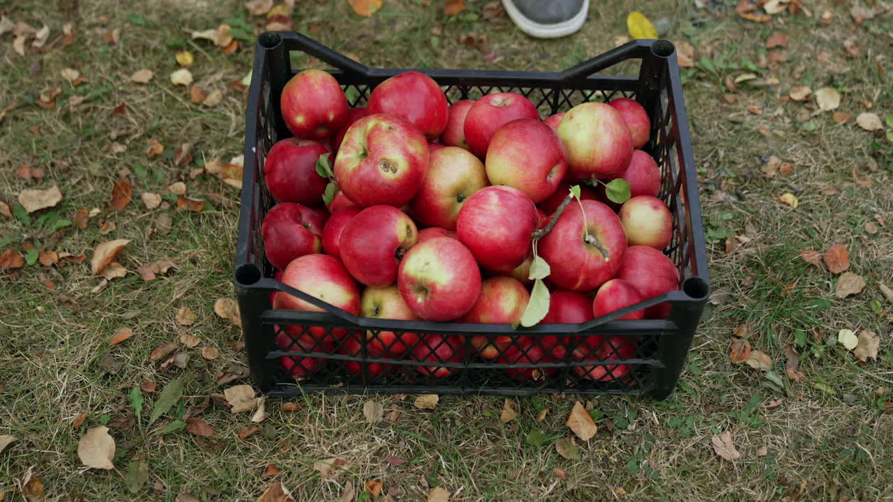 Male hands put the crate of apples on the ground. Fresh organic fruit gathered in autumn.