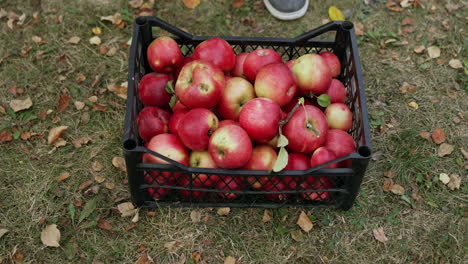 male hands put the crate of apples on the ground. fresh organic fruit gathered in autumn.
