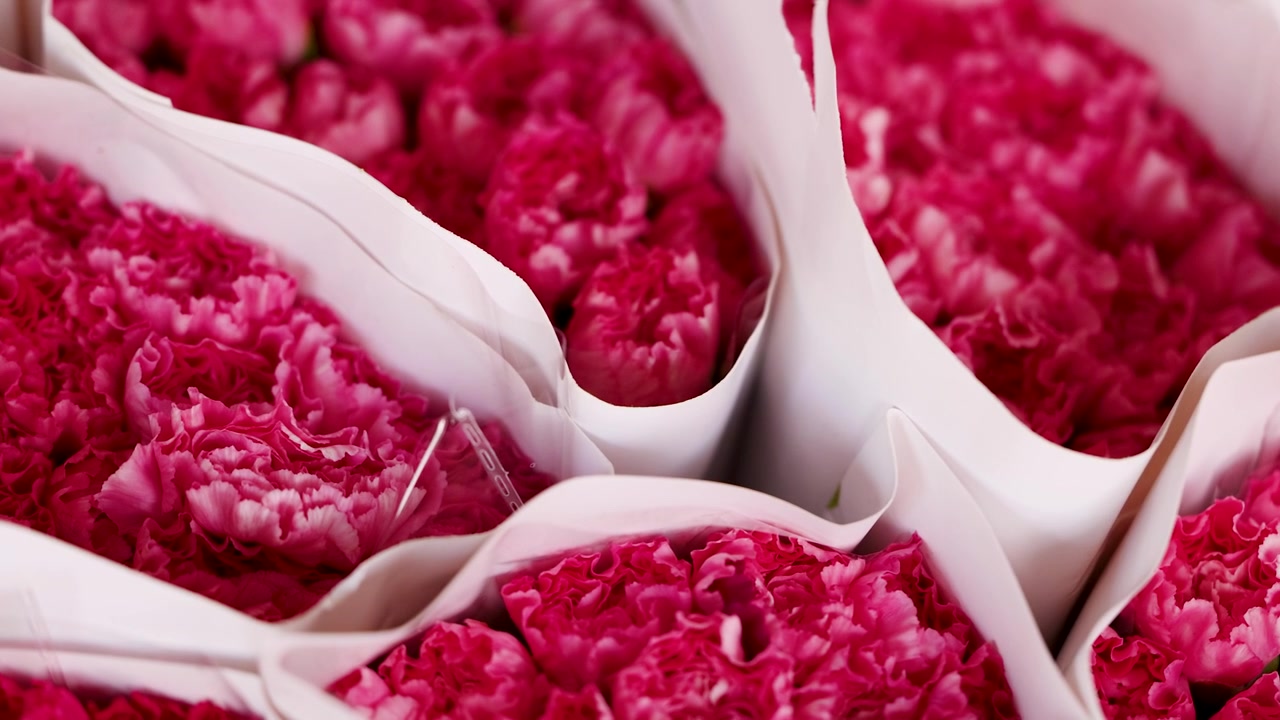 Tomada panorâmica lenta sobre maços de cravos rosa vibrantes embrulhados em papel branco.