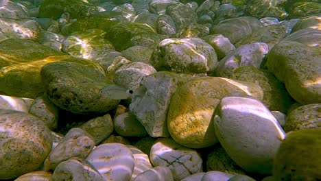 cerrar vista submarina de peces besugo ensillados nadando en agua de mar clara en fondos rocosos