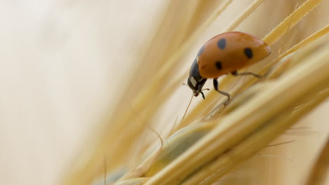 Macro-shot-of-Ladybug-on-golden-barley-crop-grain-in-sun-on-field