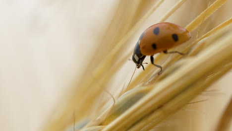 macro shot of ladybug on golden barley crop grain in sun on field