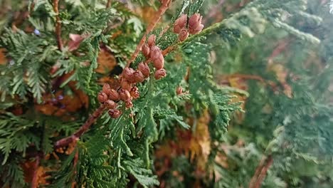 Female-Cones-on-an-Eastern-White-Cedar-Leaf,-close-up,-static