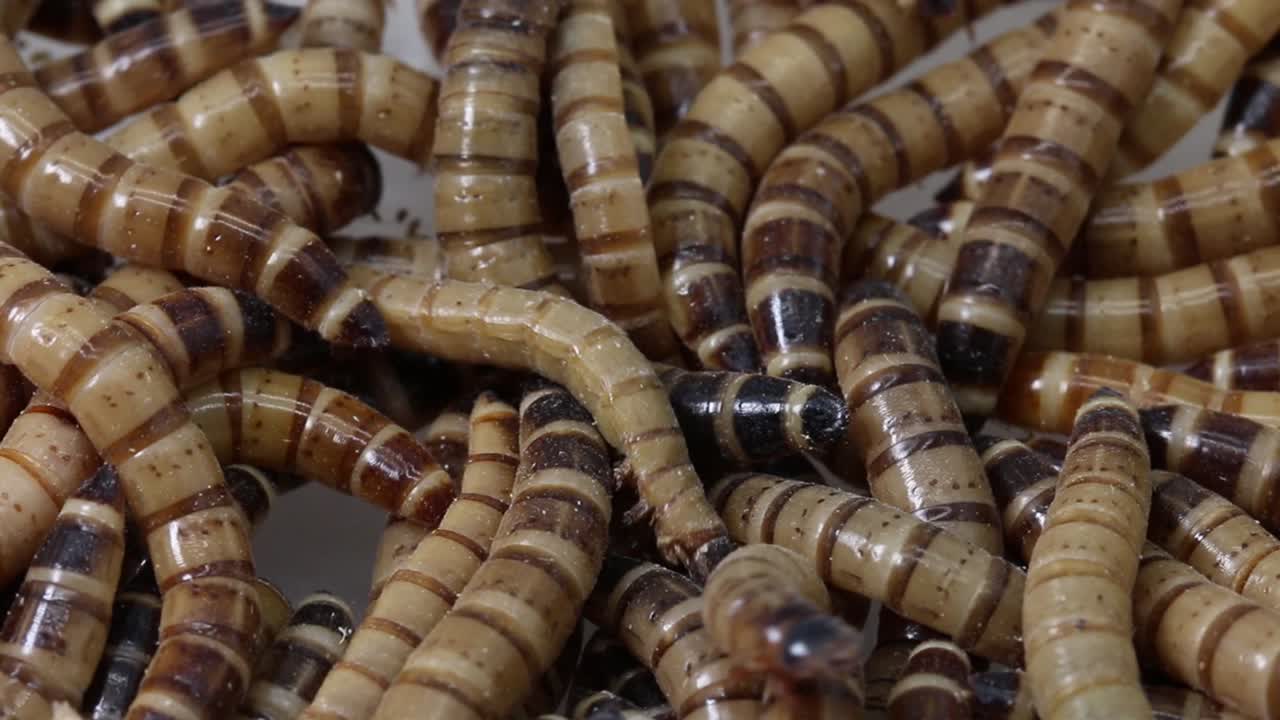 Giant Mealworms, also known as Superworms, Zophobas morio These beetle larvae have the ability to eat and digest some plastics such as polystyrene or polyethylene