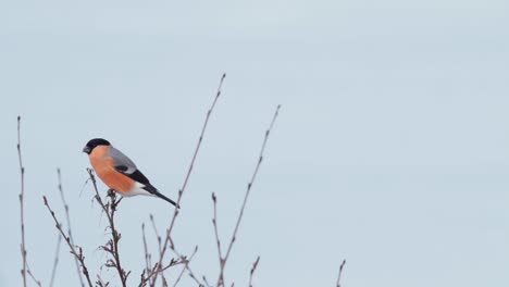 eurasian bullfinch perching on slender tree branch in daytime