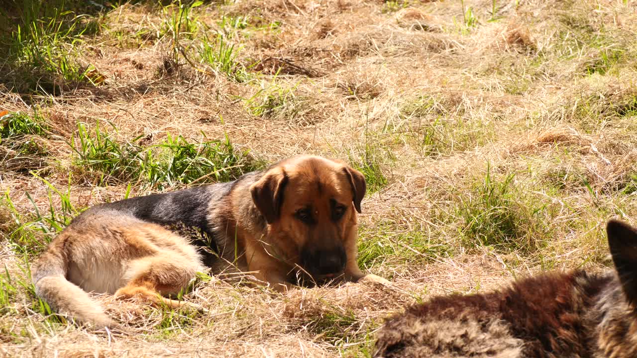 german shepherd sitting in the sun