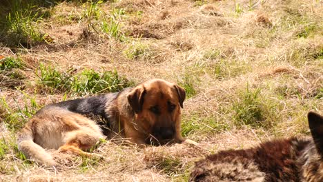 german shepherd sitting in the sun