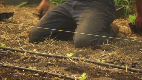 Manos-Varoniles-Trabajando-El-Suelo-De-Tierra-Plantando-Cultivos-De-Lechuga-Orgánica-Joven