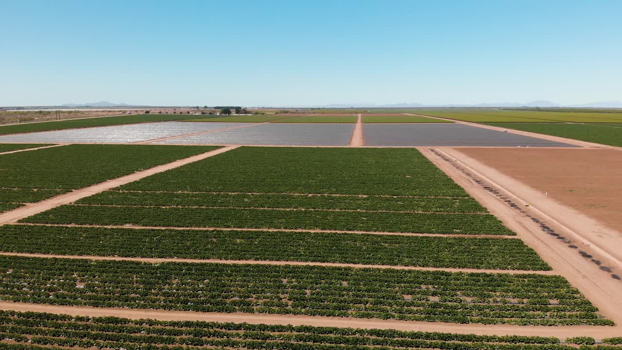 imágenes aéreas de drones de campo verde de siembra en hermosillo sonora méxico