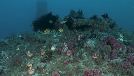 Corales-Blandos-Y-Vida-Marina-Cubren-Un-Proyecto-De-Infraestructura-Submarina-Muy-Por-Debajo-De-La-Superficie-Del-Océano