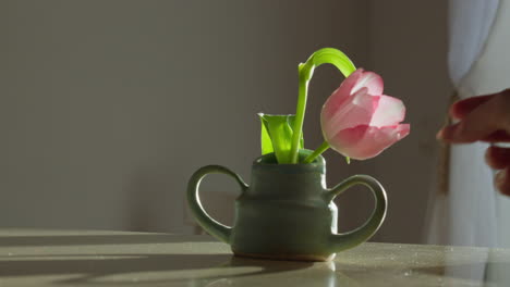 tulip elegantly arranged in a handcrafted vase, beautifully showcased against a backlit countertop