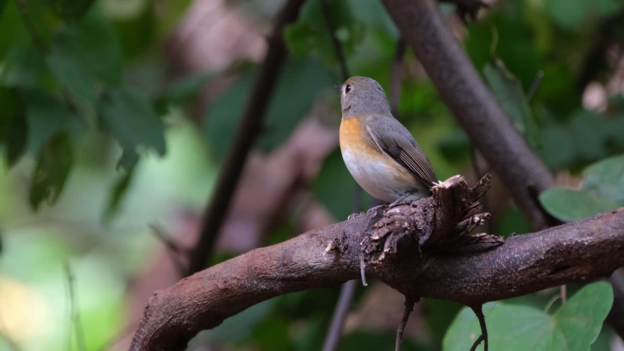 나가지에 앉아서 왼쪽을 바라보며 날아가서 어리처럼 돌아오는 인도차이나의 푸른 파리잡이 (cyornis sumatrensis)