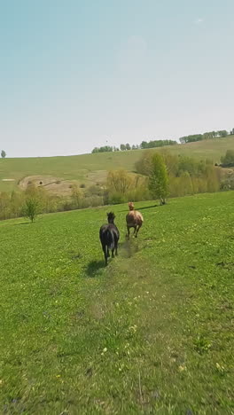 active purebred horses race galloping along green meadow with small flowers aerial view. equine animals canter in hilly valley on nice day slow motion