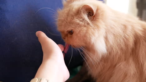 motion of persian cat eating hairball paste with 4k resolution