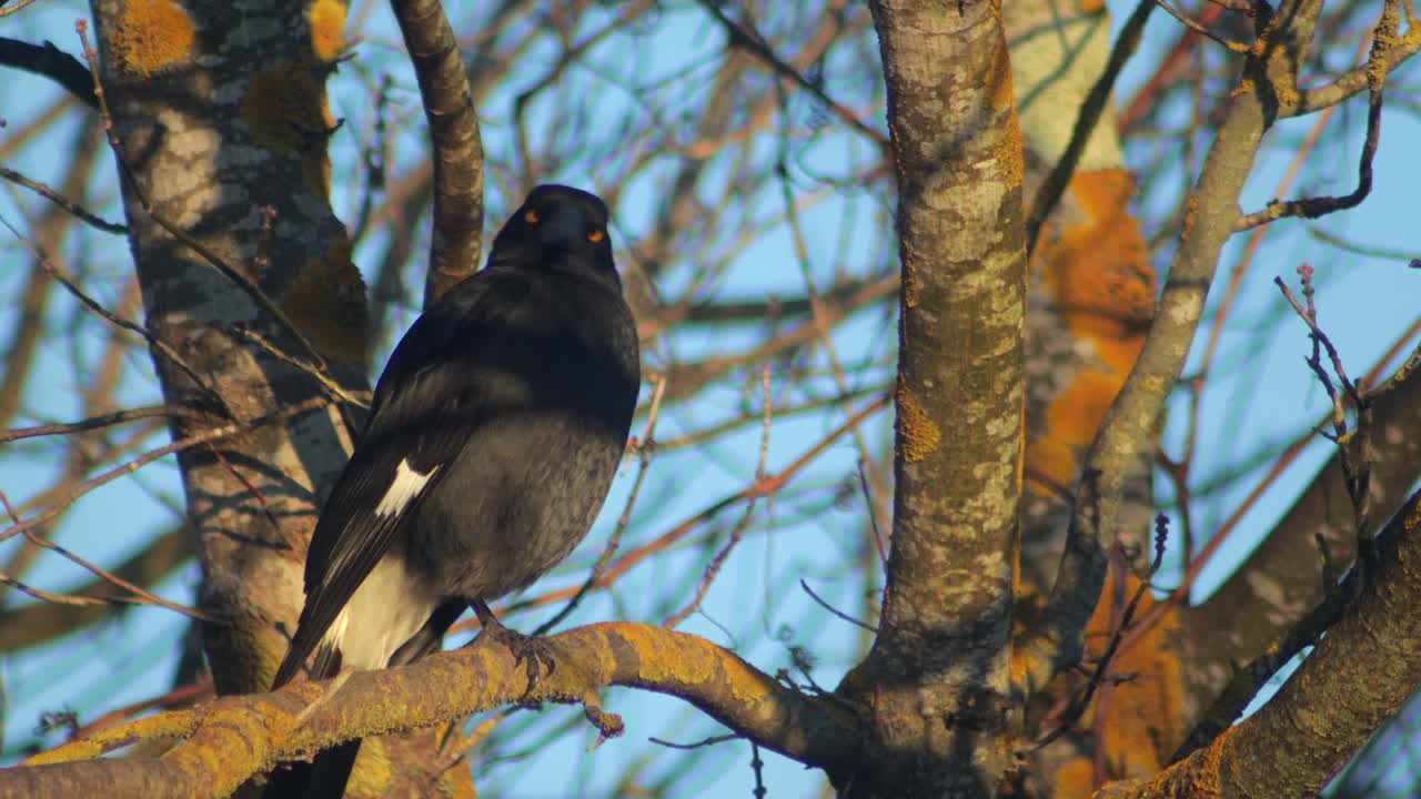 A bird with bright orange eyes perched on a tree branch