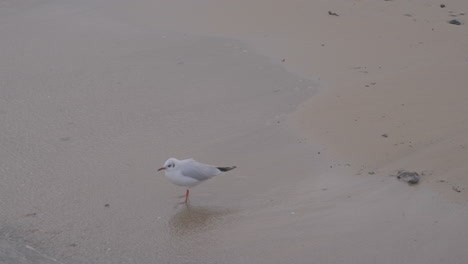 a lone seagull walks along the coast