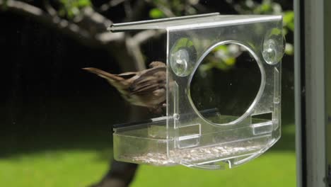 slow motion robin flies to bird feeder grabs seen the flies away